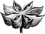 A chinese flower. It abounds in a volitale oil which gives it an aromatic flavor and odor. Used as a condiment in China and India.