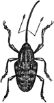 A weevil whose diet consists mostly of nuts.