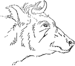 A bull.