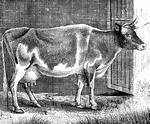 A bull in a barn.