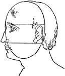 Perspective of the face.