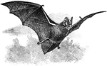 A bat with long ears. Commonly lives and hunts in the woodland and eats moths.