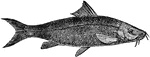 A slender whisker type organ near the mouth of a fish.