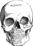 A front-view of the skull.