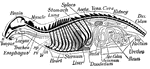Diagram of the chief organs of a mammal. The bones are black. <em>a</em>, opening from the nasal cavity <em>s</em> to pharynx; <em>bl</em>, bladder; <em>ce</em>, caecum; <em>di</em>, diaphragm; <em>e</em>, epiglottis; <em>n</em>, nostril or anterior nares; <em>ov</em>, ovary; <em>rf</em> and <em>ute</em>, uterus; <em>ru</em> and <em>lu</em>, ureters; <em>x</em>, pancreas; <em>vag</em>, vagina. From Davison's <em>Mammalian Anatomy</em>.