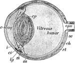 Section of the cat's eye enlarged twice. <em>aq</em>, aqueous humor; <em>c</em>, cornea; <em>ci</em>, cillary processes; <em>cp</em>, capsule surrounding the crystalline lens; <em>ch</em>, choroid coat; <em>i</em>, iris; <em>lg</em>, ligament of the lens; <em>m</em>, muscle to adjust the lens for far and near sight; <em>opn</em>, optic nerve leading to the brain; <em>rt</em>, retina; <em>sc</em>, sclerotic coat.