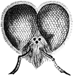 Front view of head of bee. <em>a</em>antenna; <em>e</em>, compound eye; the three black dots are the simple eyes.