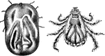 The cattle tick, female and male.