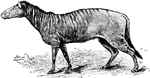 The four-toed horse restored from a study of its fossil skeleton.
