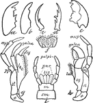Mouth parts of a mandibulate insect: different types of mandibles at a <em>a</em>, <em>b</em>, <em>c</em>, <em>d</em>, <em>e</em>; <em>f</em>, the labrum-epipharynx; <em>g</em>, <em>h</em>, types of maxillae; the cardo at <em>c</em>; stipes, <em>st</em>; subgalea, <em>sg</em>; galea as marked; palpus bearer, <em>pfr</em>; palpus at <em>mxp</em>; lacinia at <em>lac</em>; and digitus at <em>dig</em>; <em>i</em>, the labium with sub-mentum, <em>sm</em>, mantum, <em>m</em>, ligula, <em>lig</em>, paraglossa, <em>par</em>, and palpi.