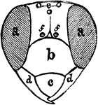Head of Wasp to show regions: <em>a</em>, compound eyes; <em>b</em>, clypeus; <em>c</em>, labrum; <em>d</em>, mandibles; <em>e</em>, ocelli; <em>f</em>, place where antennae are inserted.