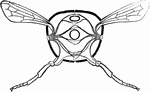 Ideal section through an insect. -<em>a</em>, alimentary canal; <em>h</em>, heart; <em>n</em>, nerve-cord; <em>s</em>, stigmata; <em>t</em>, tracheal tubes; <em>l</em>, legs; <em>w</em>, wings.