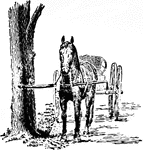 A safe method of hitching a horse to a tree.