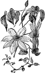Clematis Henryi flower