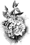 A bouquet of verbenas