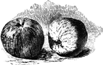 Two Pewaukee apples