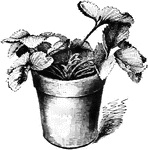 A potted strawberry plant.