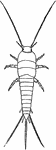 A small, wingless insect. Its common name derives from the animals silver-gray color