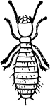 The larva of a termite.