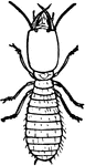 A soldier termite.