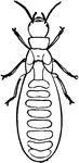A female termite.