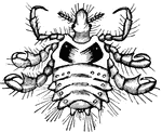 The crab louse can live in almost any form of human hair, leading to its other common name of pubic louse.