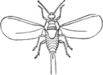A minute, two-winged fly, furnished with long anal filaments.