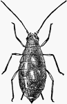 Female hop-louse, showing eggs through skin.