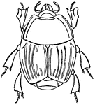 Hister Arcuatus, or clown beetle. Small, oval, shining, very hard, black bronzed or greenish beetles, with the wing-covers cut off squarely behind, leaving the last segments of the abdomen exposed.