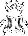 Hister Bimaculatus, or clown beetle. Small, oval, shining, very hard, black bronzed or greenish beetles, with the wing-covers cut off squarely behind, leaving the last segments of the abdomen exposed.