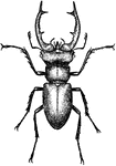 The males have mandibles almost as long as itself, and branched like antlers.