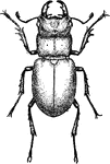 Lucanus Dama, the most common stag beetle in which the mandibles of the male are much enlarged and sickle-shaped; whence the common term "pinching-bug"