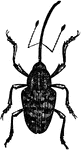 The nut weevils, are of quite large size, clay-yellow in color, and with an exceedingly long and slender, black beak or snout.