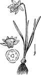 1, Flower cut open; 2, pistil; 3, horizontal plan of flower.
