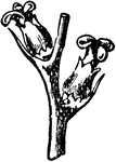 Female flowers of <em>q</em>, pedunculata