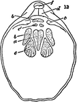 Magellania flavescens. Interior of ventral valve. <em>f</em>, foramen; <em>d</em>, deltidium; <em>t</em>, teeth; <em>a</em>, adductor impressions; <em>c</em>, divaricator