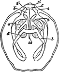 Magellania flavescens. Interior of dorsal valve.
