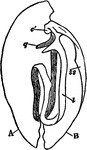 Magellania flavescens. Longitudinal section of valves. A, ventral; B, dorsal valves; l, loop; q, crura; ss, septum; c, cardinal process.