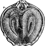 Magellania flavescens. Interior of dorsal valve, to show the position of the labial appendages. v, mouth.