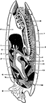 A diagram of the left half of an Argiope, which has been bisected in the median plane. 1, the ventral valve; 2, the dorsal valve; 3, the pedicle; 4, the mouth; 5, lip which overhangs the mouth and runs all around the lophophore; 6, tentacles; 7, ovary in dorsal valve; 8, liver diverticula; 9, occlusor muscle; 10, internal opening of left nephridium; 11, external opening of the same; 12, ventral adjustor; 13, divaricator muscle; 14, sub-oesophageal nerve ganglion; 15, the heart; 16, dorsal adjustor muscle.