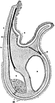 Diagrammatic section through an arm of the lophophore of Crania. 1, the lip; 2, the base of a tentacle bisected in the middle line; 3, great arm-sinus; 4, small arm-sinus, containing muscle-fibres; 5, tentacular canal; 6, external tentacular muscle; 7, tentacular blood-vessel arising from the cut arm-vesel in the small arm-sinus; 8, chief arm-nerve; 9, secondary arm-nerve; 10, under arm-nerve.