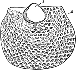 Shell of larval Brachiopod, Phylembryo stage.