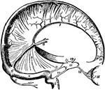 The dura mater and cranial sinuses. 1, falx cerebri; 2, tentorium; 3, superior longitudinal sinus; 4, lateral sinus; 5, internal jugular vein; 6, torcular herophili; 7, inferior longitudinal sinus; 8, veins of galen; 9 and 10, superior and inferior petrosal sinus; 11, cavernous sinus; 12, circular sinus which connects the two cavernous sinuses together; 13, ophthalmic vein, from 15, the eyeball; 14, crista galli of themoid bone.