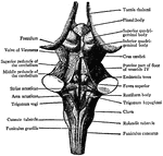 Back view of the medulla, pons and mesencephalon of a full-time human foetus