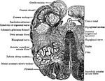 Transverse section through the human medulla in the lower olivary region