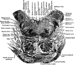 Section through the lower part of the human pons varolii imediately above the medulla