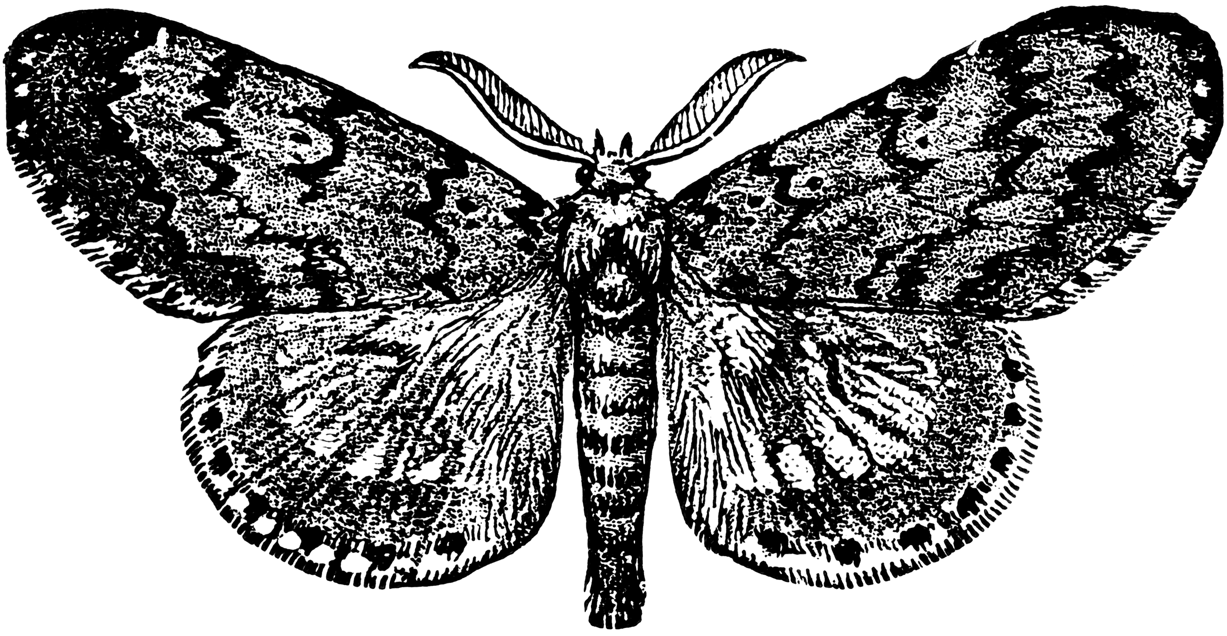 Бабочка шелкопряд рисунок