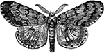 The male gypsy moth or Ocneria dispar