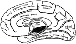 The Gyri and Sulci on the Mesial Aspect of the Cerebral Hemisphere
