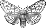 The female gypsy moth or Ocneria dispar.